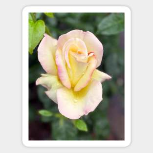 Rose in Spring Magnet